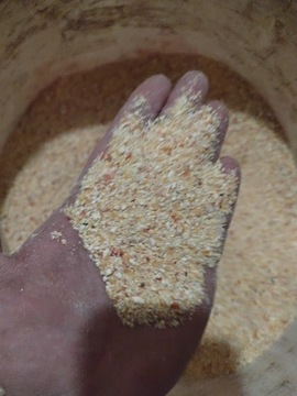Śruta kukurydziana zanęta eko karma 10 kg 