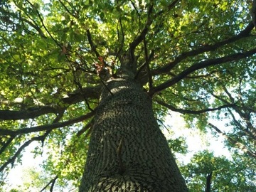 Uprawnienia do emisji CO2 CERTYFIKAT EKOLOGICZNY