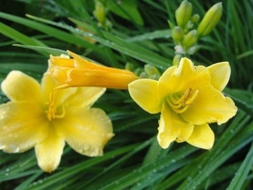 Liliowiec 'Stella  (Hemerocallis)