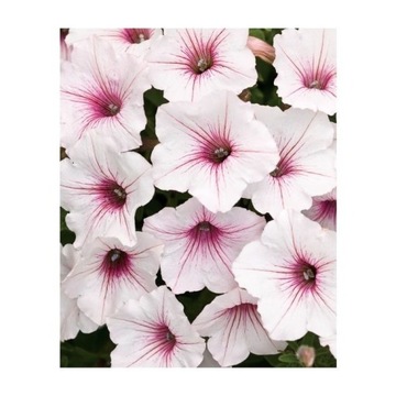 Supertunia Vista Silverberry 