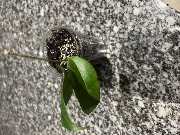 Hoya Apoda, sadzonka ukorzeniona 5 w. 2 l.