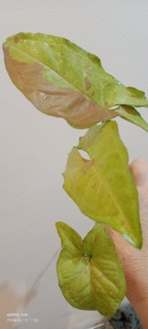 Syngonium confetti tricolor