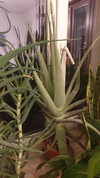 Aloes zwyczajny, ponad 60 cm