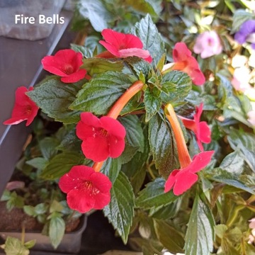 Achimenes Fire Bells 