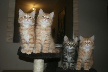 kotki syberyjskie koty kocięta z rodowodem FPL
