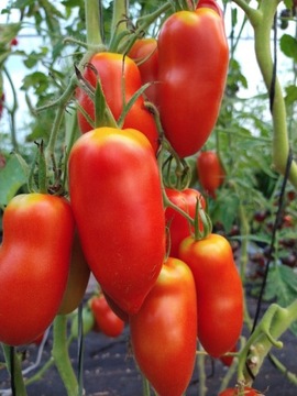 Pomidor San Marzano 