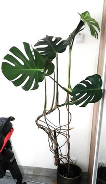 Monstera, ok. 150 cm