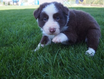 Gotowy do odbioru! Border Collie, piesek