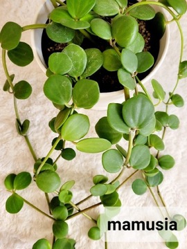 Peperomia Tetraphylla Hope cięty pęd