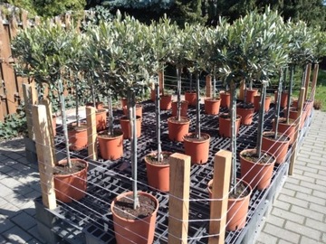 Drzewka oliwne
