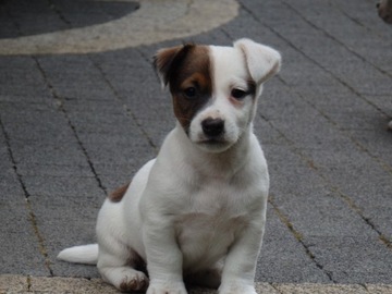 Jack Russell Terrier piękny PIESEK 