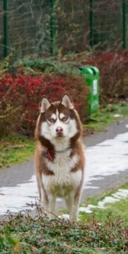 Husky Syberyjski