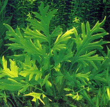 Hygrophila difformis – Nadwódka zmienna