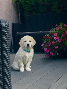 Golden Retriever, szczeniętaZKwP FCI po Championie