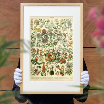 Plakat Vintage botaniczny kolekcji kwiatów 