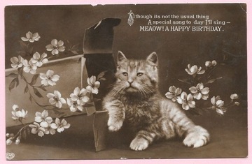 Kot na urodzinowej pocztówce ...