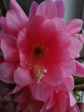 Epiphyllum, różowe kwiaty, liść
