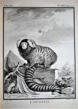 Starodruk Buffon 1767 Historia Naturalna T15 Małpy