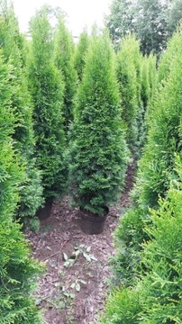 Tuja Szmaragd do 160 Thuja  Smaragd