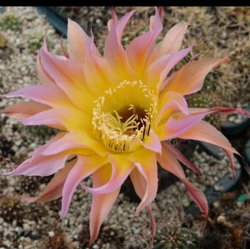 Echinopsis hybryd  7-2012