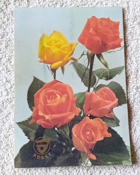 Pocztówka z różą. Adast, 1996 r. 