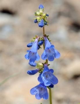 Penstemon albertinus