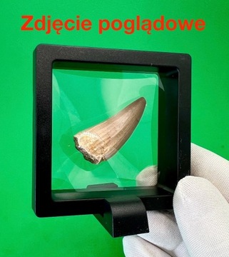 Ząb morskiego potwora MOZAZAURA (dł. 3-4 cm)