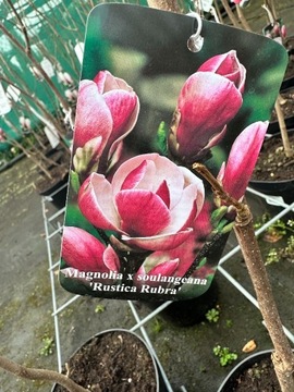 Magnolia - RUSTICA RUBRA - okrągłe kwiaty