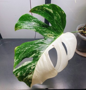 Monstera Variegata