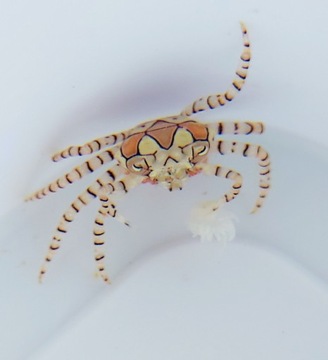 Lybia tessellata - Pom Pom Crab - Krab