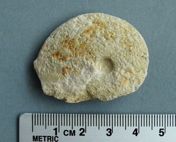 Amonit skamieniałość - Jura 