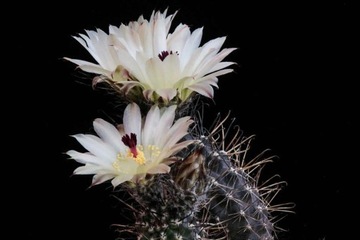 Austrocactus praecox SAR 13074 - 10 nasion