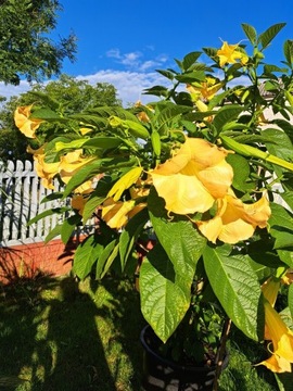 BURGAMNSJA DATURA BIAŁA I ŻÓŁTA