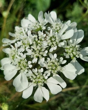 NASIONA 30 szt ORLAYA WIELKOKWIATOWA GRANDIFLORA