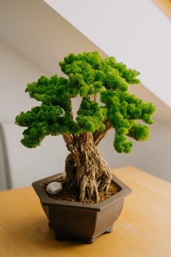 Wiecznie zielone drzewko bonsai bez podlewania!