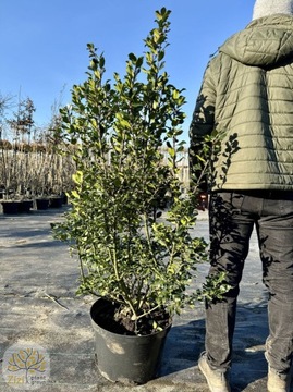 Ostrokrzew / Ilex Meserveae Blue Prince / 80-150cm