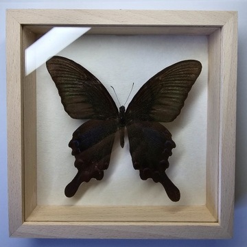 Motyl w gablotce Papilio Bianor