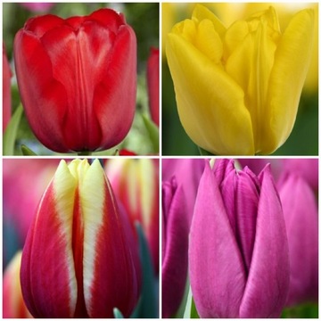 Cebulki tulipanów w rozmiarze 12+ MIX 100 sztuk