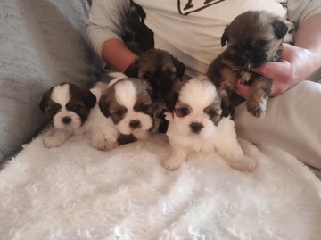 Ostatnia suczka Shih Tzu!