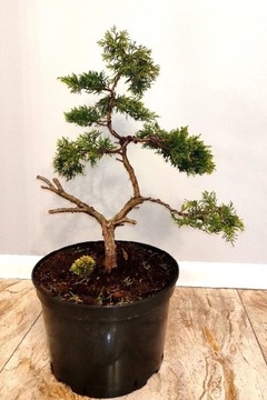 Piękny Jałowiec formowany na wzór bonsai 60cm