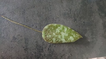 Hoya Cauduta silver