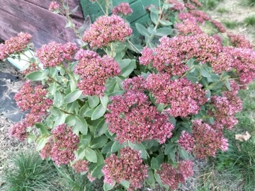 Rozchodnik (Sedum Spectabile) sadzonka XXL