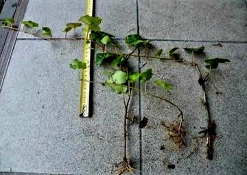 Bluszcz  pospolity zimozielony - roślina z gruntu