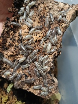 Isopody Cylisticus convexus ukraine pied, Rarytas!