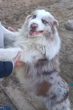 Reproduktor border collie Red merle 