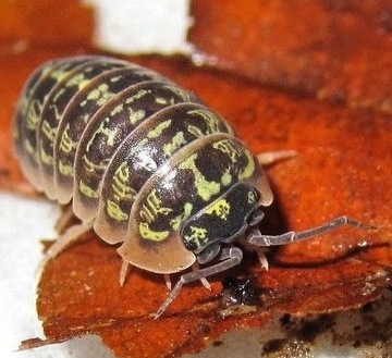 armadillidium versicolor