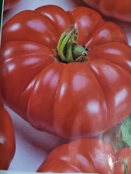Sadzonki pomidora marmande