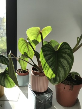 Philodendron Mamei Silver Cloud średnica 7 cm