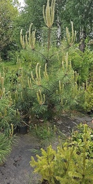 Sosna pospolita - Pinus Silvestris -  DONICZKA