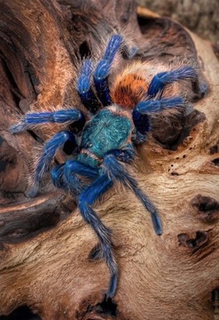 Ptasznik Chromatopelma cyaneopubescens L3